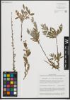 Foto von Salix repens subsp. repens L.